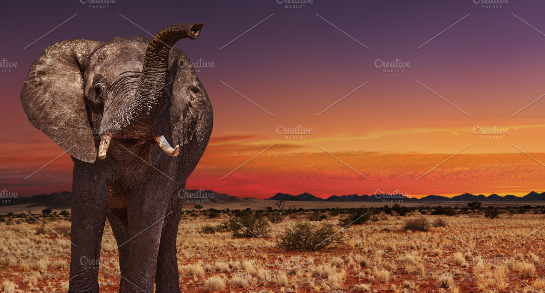 African elephant at sunset, an Animal Photo by Shop Name