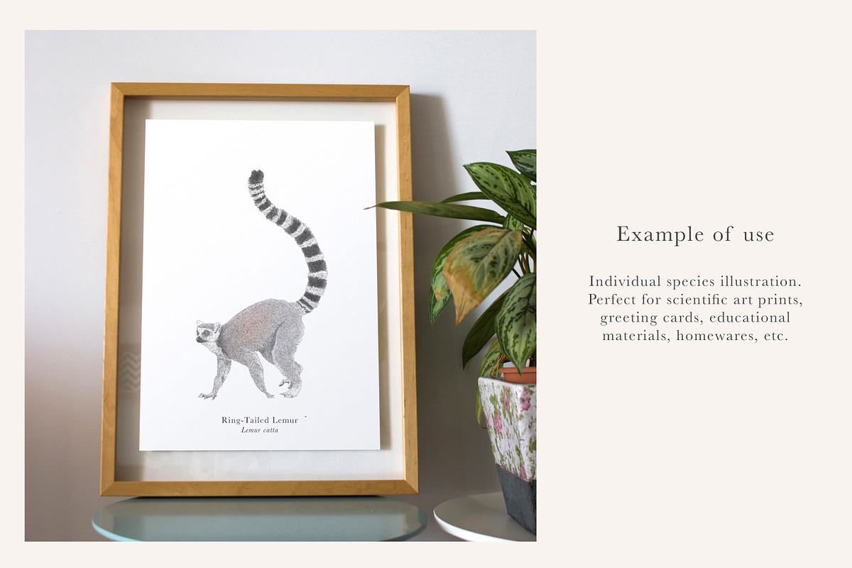 Ring-Tailed Lemur Illustration - PNG, an Animal Illustration by LaurenFittonIllustration (Photo 3 of 8)