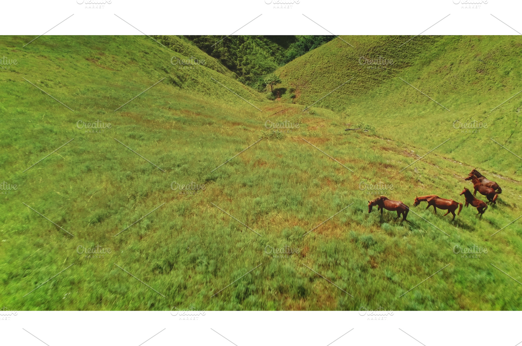 Horses grazing in the green hills of, an Animal Photo by Goinyk