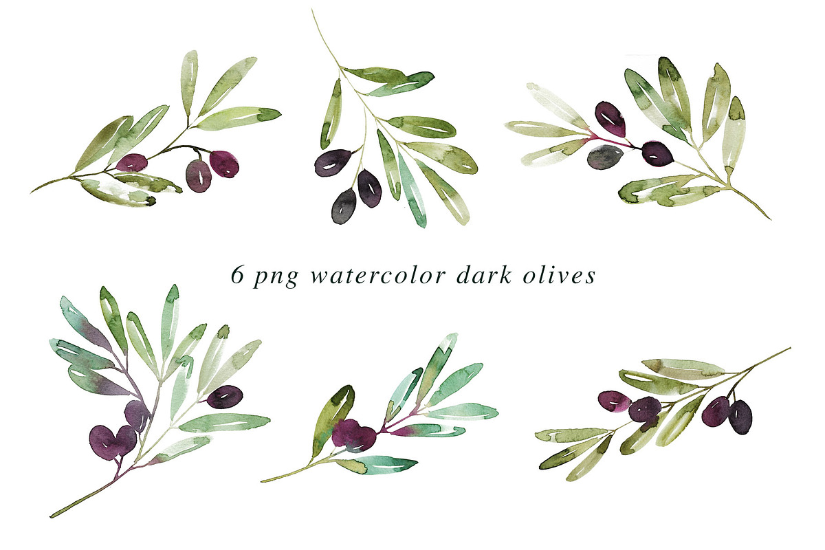 12 Watercolor Olive Branches, an Illustration by Heartmade by Claudia (Photo 3 of 3)