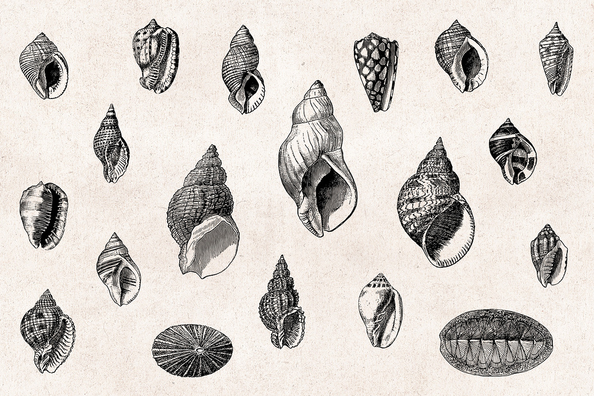Shells - Vintage Engravings Set, an Illustration by Graphic Goods