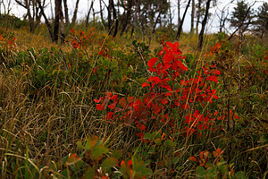 Smoke bush in Karst region of Slovenia, a Nature Photo by Bepslabor