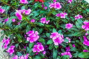 Purple flower stock photograph