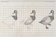 Vintage Poultry Farm Animal Set, an Animal Illustration by Kusumaillustration (Thumbnail 8 of 11)