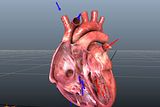 Animated Heart, a Characters & Person 3D Model by Tiger Shark Studios (Thumbnail 2 of 3)