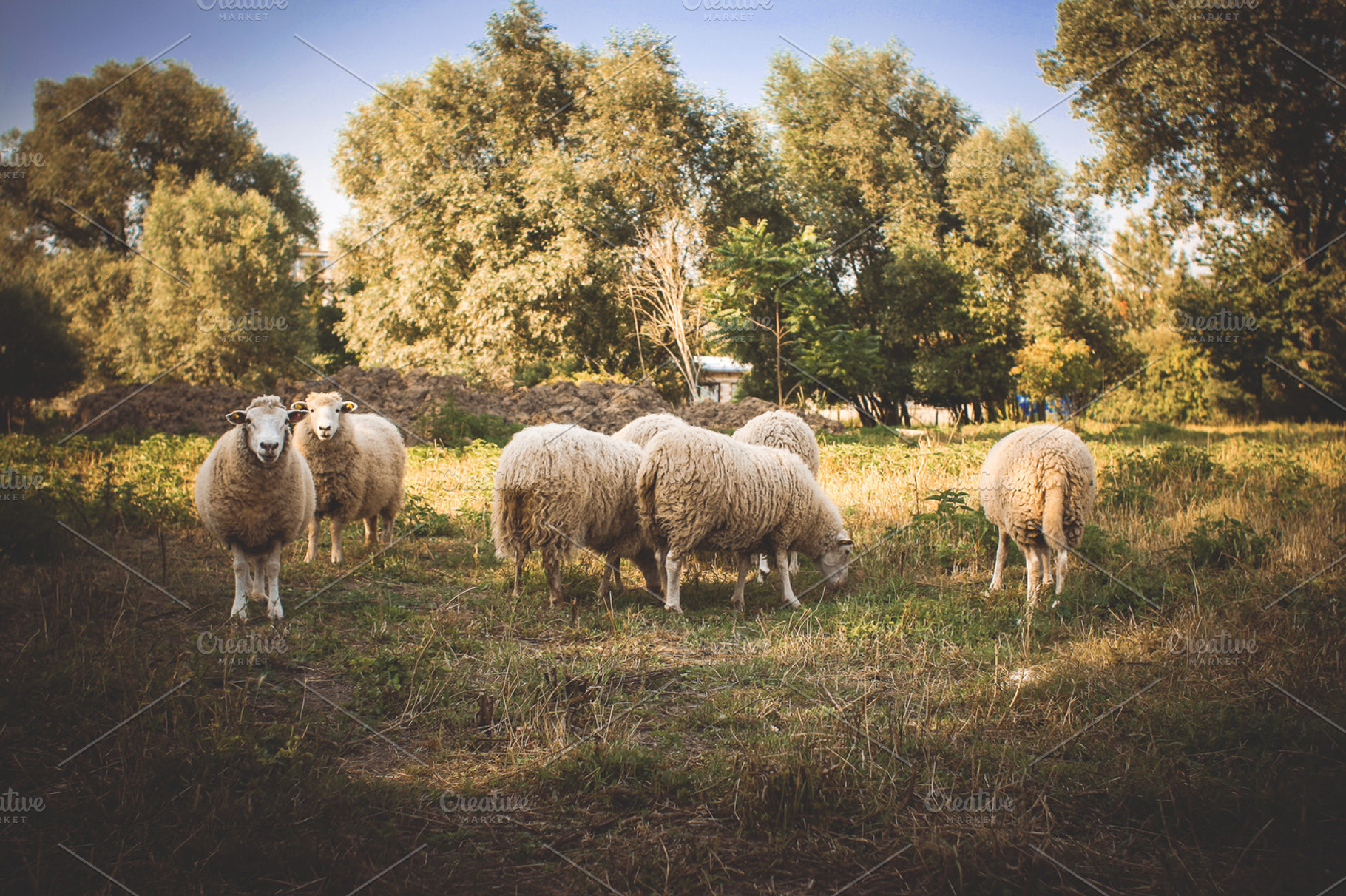 Flock Of Sheep Stock Photo