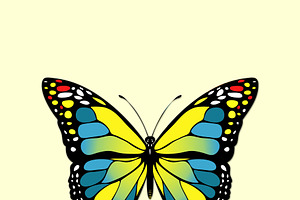 Blue And Yellow Butterfly