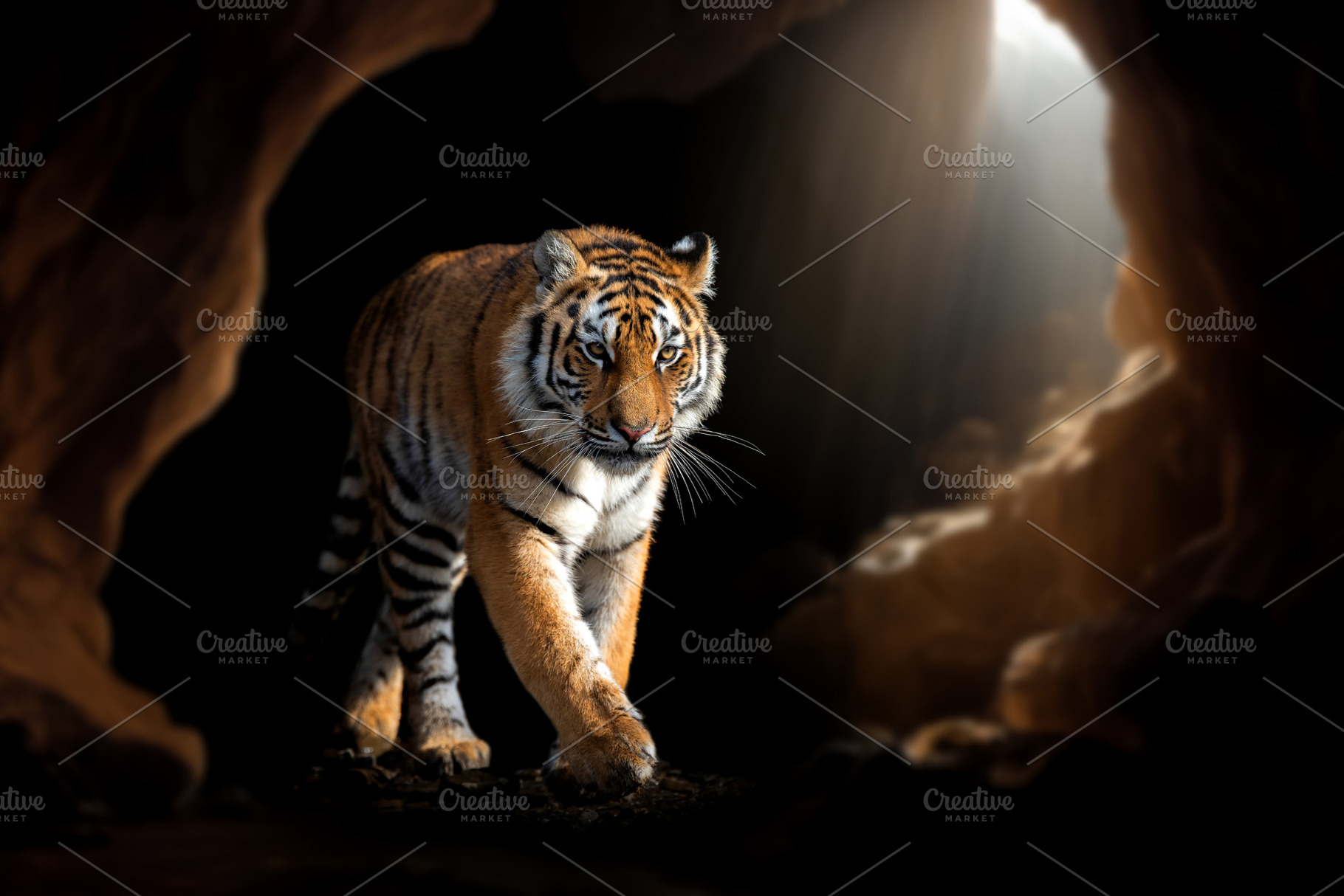 Close up face tiger isolated on black background  in cave with r, an Animal Photo by Byrdyak
