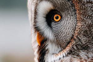 Close-up portrait of a great gray owl, an Animal Photo by AlyaAnd