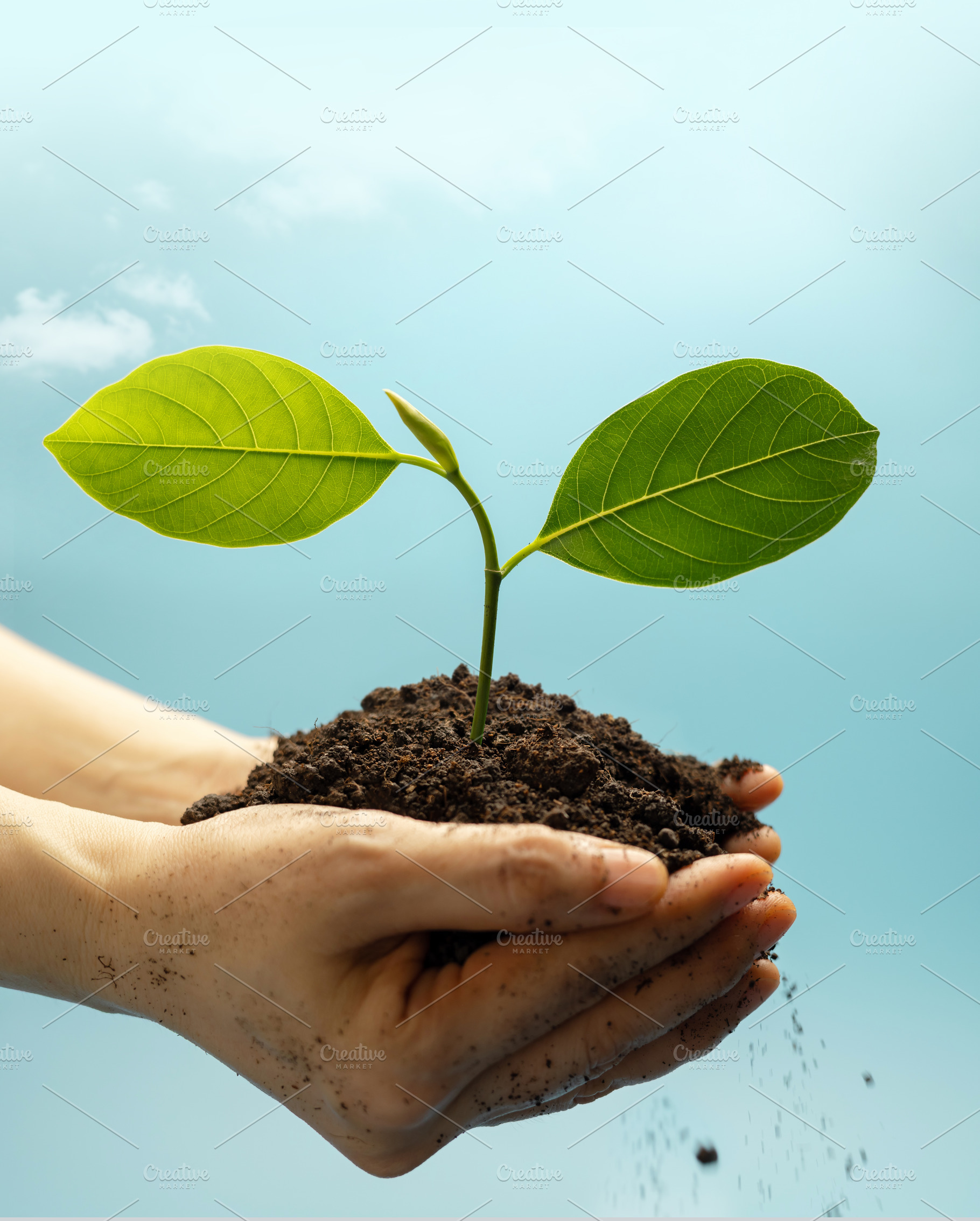 Hands holding soil with green plant against blue sky, a Photo by salmon.black