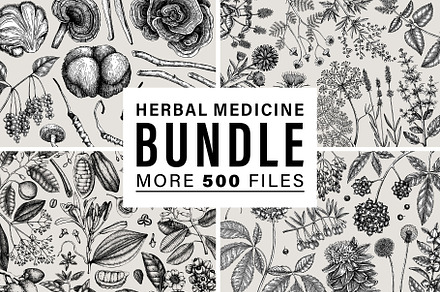BUNDLE - Herbal Medicine Vectors, a Healthcare Illustration by Yevheniia
