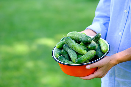 Bowl of cucumbers in farmer hands, a Food & Drink Photo by photoguns