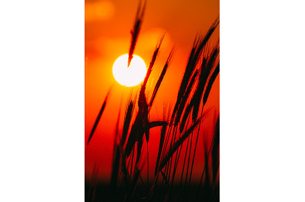 Summer Sun Shining Through Young, a Food & Drink Photo by Our Amazing World