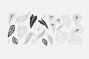 Tropical collection, a Decorative Illustration by Merfin (Thumbnail 5 of 10)