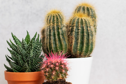 Different cacti and succulents growing in pots on wooden table, a Nature Photo by Olena Rudo
