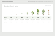 BBCH Growth Stages Cucurbits, a Presentation Template by Ilia Design (Thumbnail 3 of 6)