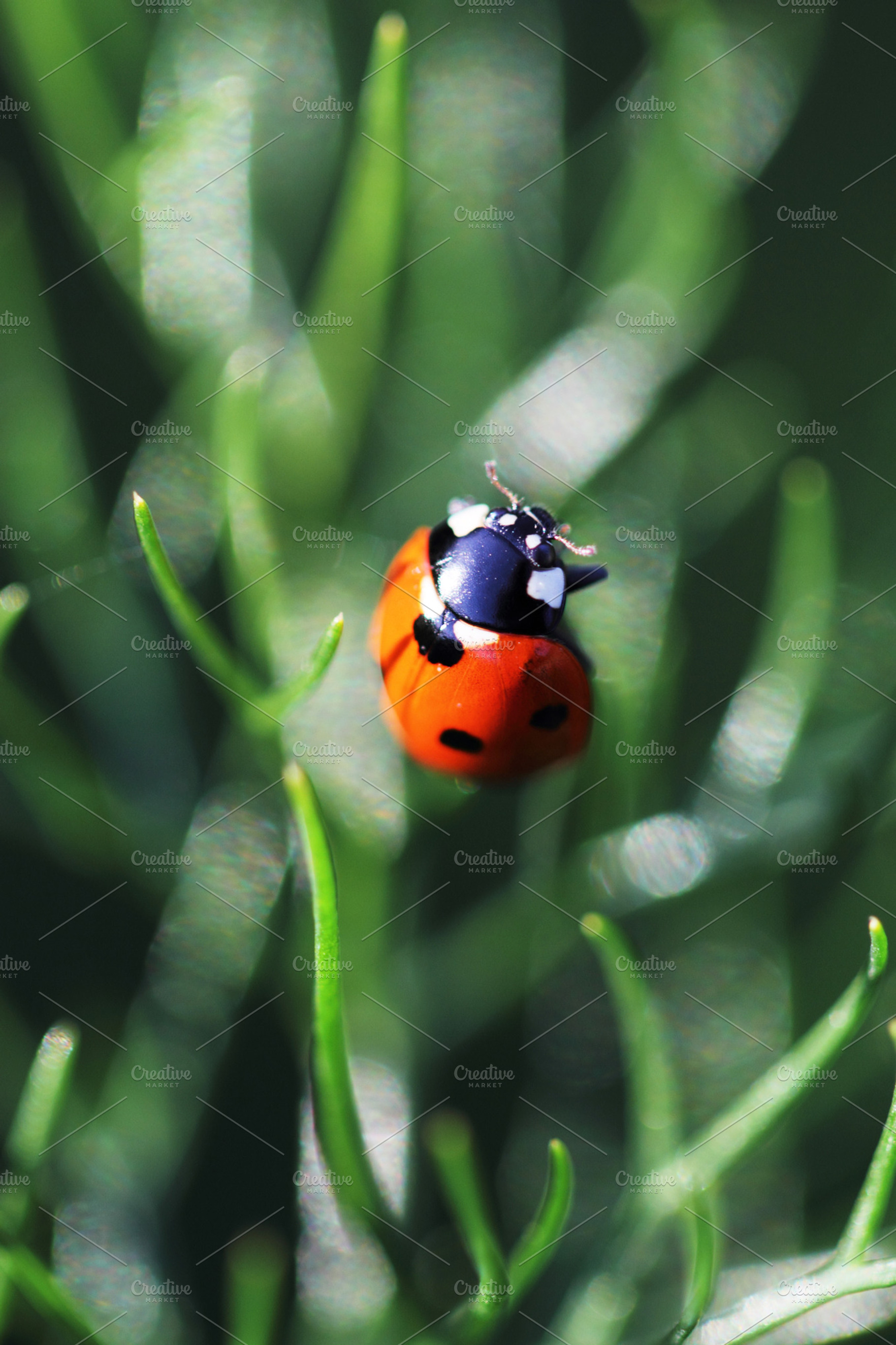 Ladybug on fennel leaves - full size, a Background Photo by Maria Dattola Photography