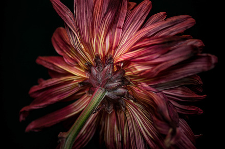 Spotlight featuring mum, flower, and floral, a Nature Photo by M.Pellot Photography