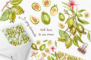 Feijoa Graphic & Watercolor clipart, a Food Illustration by Ann Astro (Thumbnail 9 of 10)