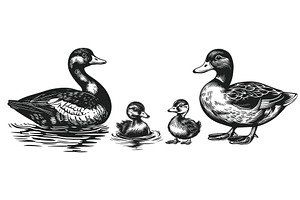 Duck cute ducklings and drake, an Animal Illustration by Valerie Bodnar