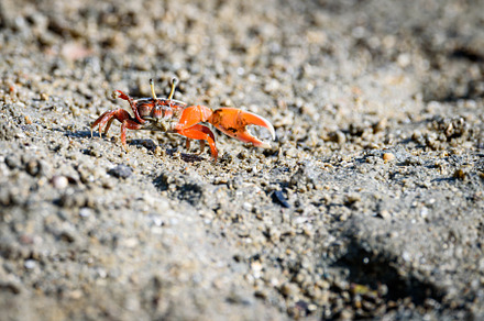 Fiddler crabs, small male sea crab is eating food