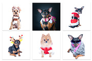 Winter Dog, Christmas Mood, an Animal Photo by WildStrawberry Magic (Thumbnail 2 of 11)