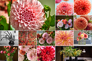 350 Photo Flower Arrangements, a Nature Photo by PopotLane (Thumbnail 3 of 8)