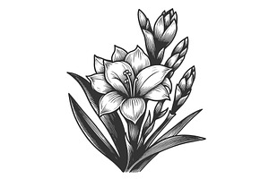 Freesia Flower Engraving Vector