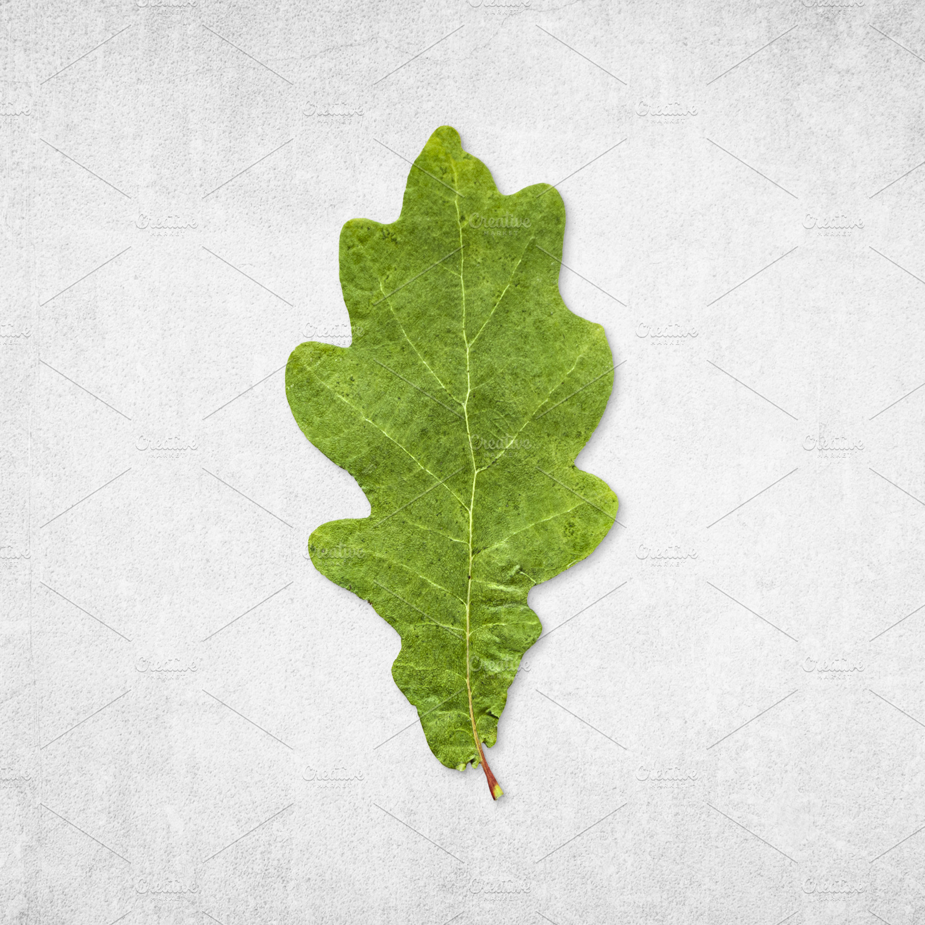 Green oak leaf isolated, a Nature Photo by BOOCYS