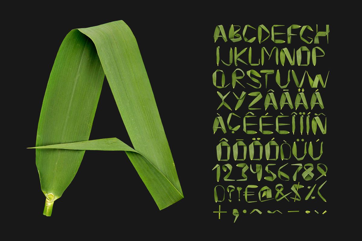 Reed Font, a Font by Handmadefont