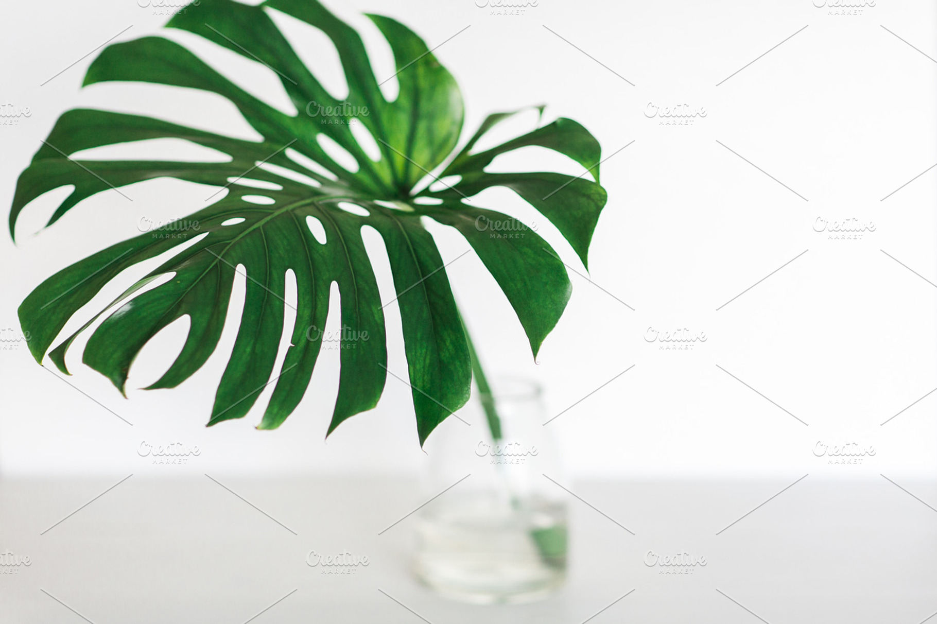 Monstera minimal green stock photo, a Nature Photo by Nellaino