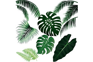 tropical green leaves set exotic, an Illustration by LogosDen