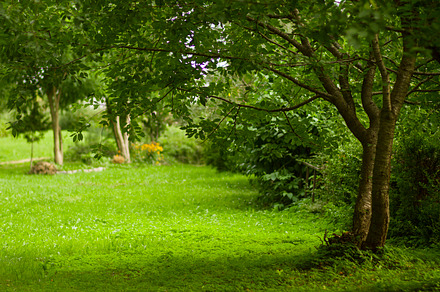 Green garden containing green, garden, and green leaves