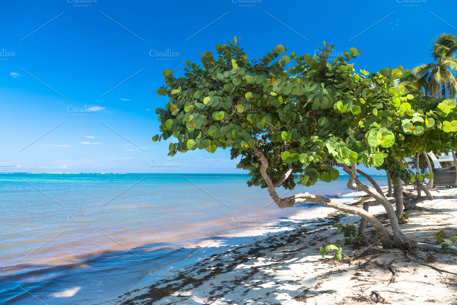 Healthy sea grape tree in the, a Nature Photo by Konstantin K.