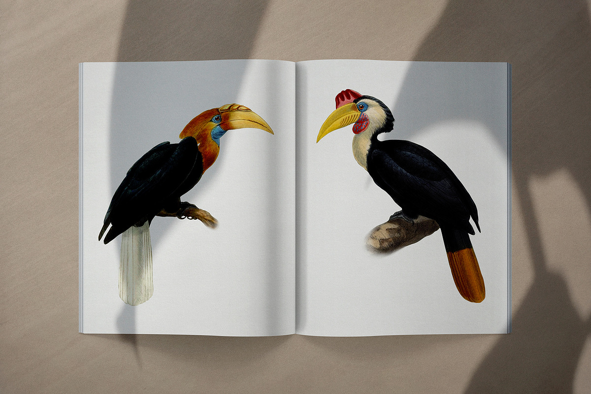 Vintage hornbill illustrations, an Animal Illustration by Natalka Dmitrova art (Photo 7 of 17)
