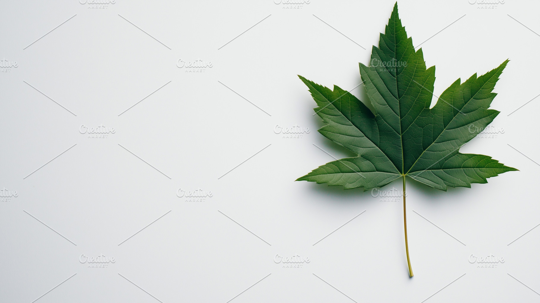 Fresh green maple leaf on a white, a Nature Photo by MistyDay