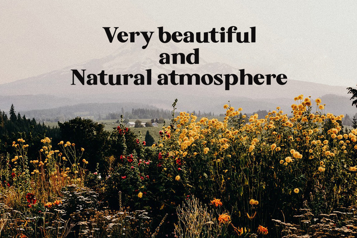 Backseat - Serif Typeface, a Serif Font by Brand Type (Photo 5 of 8)