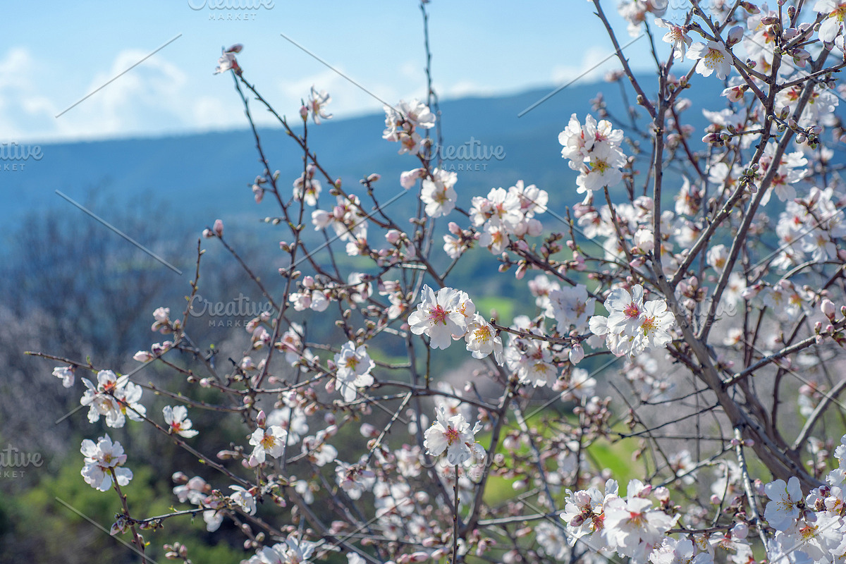 Blossoming almond trees, a Nature Photo by Fruits+Veggies (Photo 12 of 17)