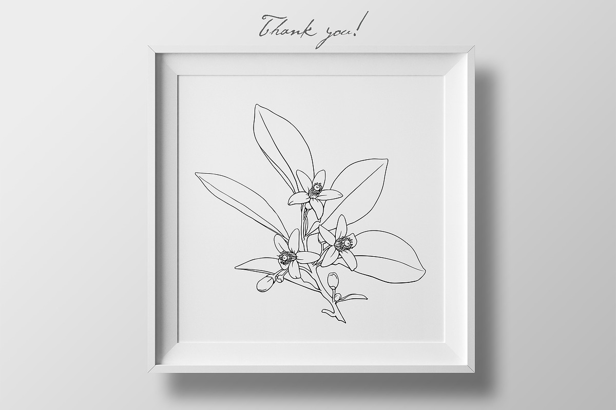Flowers Neroli. Vector Botanical set, an Object Graphic by ON_lineart_store (Photo 10 of 10)