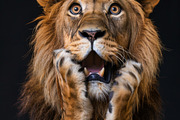 236 surprised animals, an Animal Photo by Handmadefont (Thumbnail 90 of 241)
