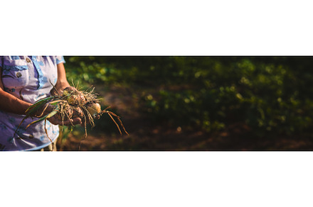 An old woman harvests onions in the, a Food & Drink Photo by yanadjana