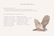British Wildlife Species Set - PNGs, an Animal Illustration by LaurenFittonIllustration (Thumbnail 2 of 10)