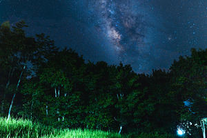 Night scene milky way background,Trees Against Sky At Night
