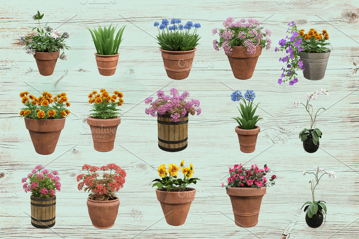 Flowers in pots, a Photo by Tempera (Photo 2 of 2)