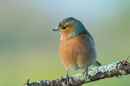 Ficedula hypoleuca containing hypoleuca, ficedula, and flycatcher preview 6