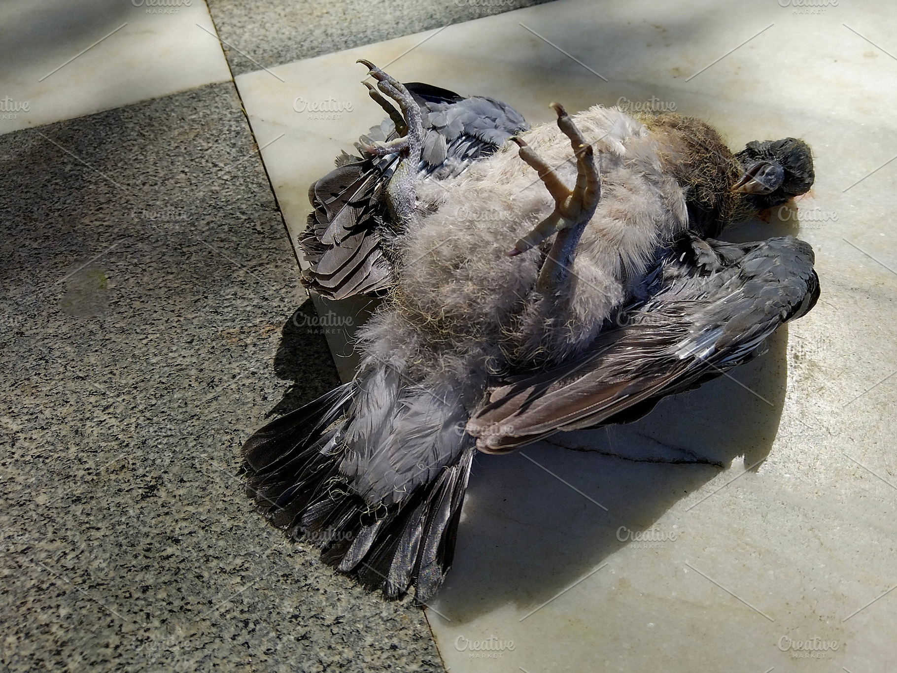 Dead bird on pavement in sunlight, an Animal Photo by DanFLCreativo