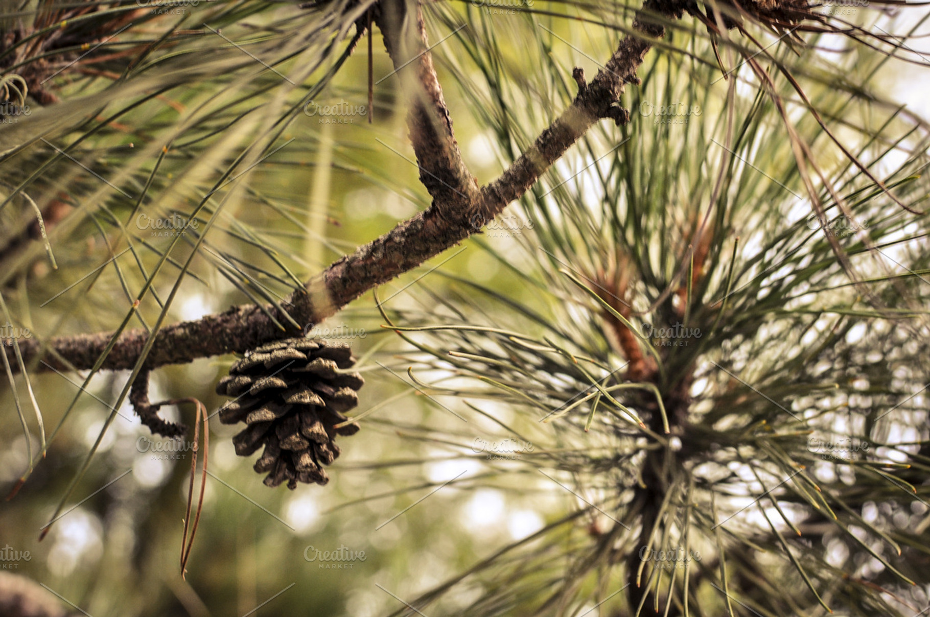 Pine Cone