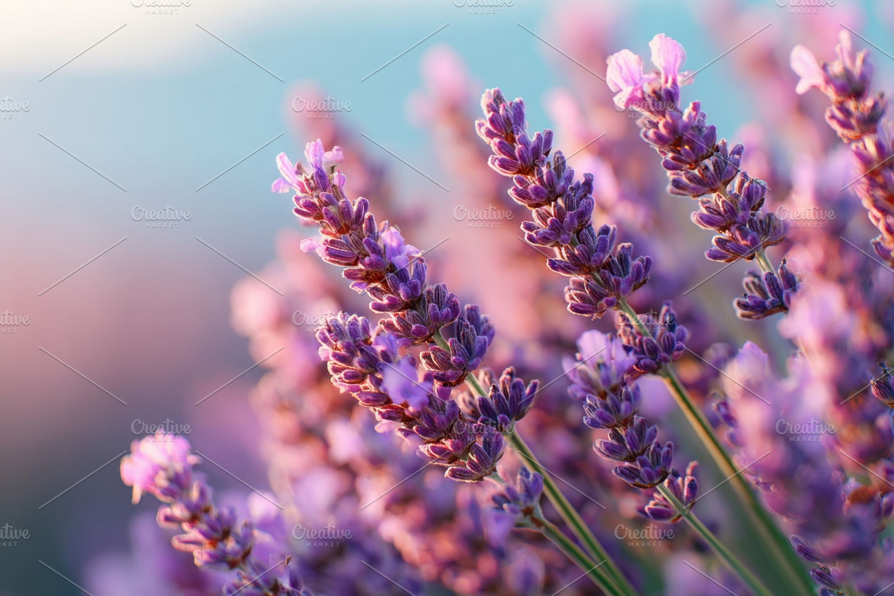 Beautiful lavender flowers outdoors, a Nature Photo by AlyaAnd