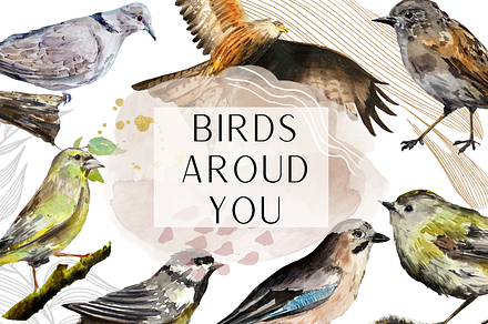 Watercolor Birds Clip Arts and Cards, an Education Illustration by Tati Bordiu