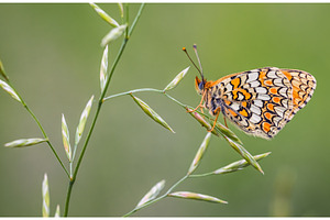 Butterfly, Knapweed Fritillary -